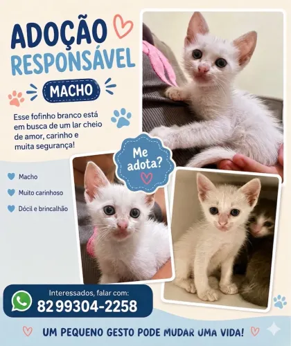 Gato adoção 