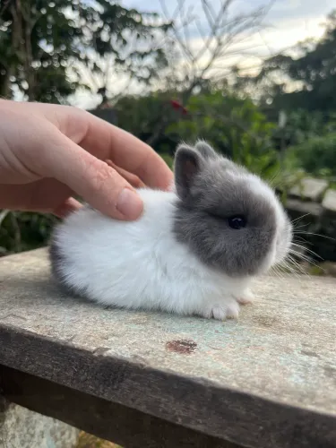 Mini coelho - Netherland 