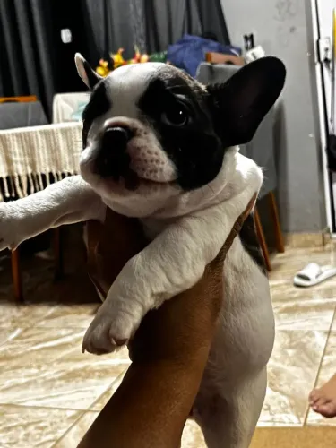 Filhotes de Buldog Francês - Lindos, Saudáveis e Pronta Entrega