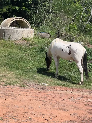 Vendo cavalo manga larga