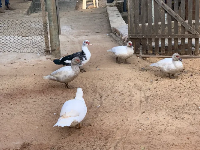 Venda de Patos