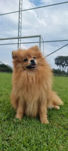 Spitz Alemão machinho
