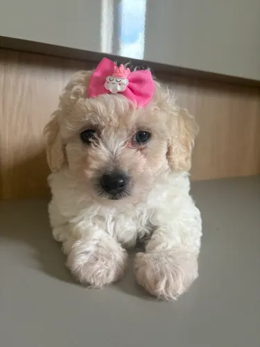Poodle toy