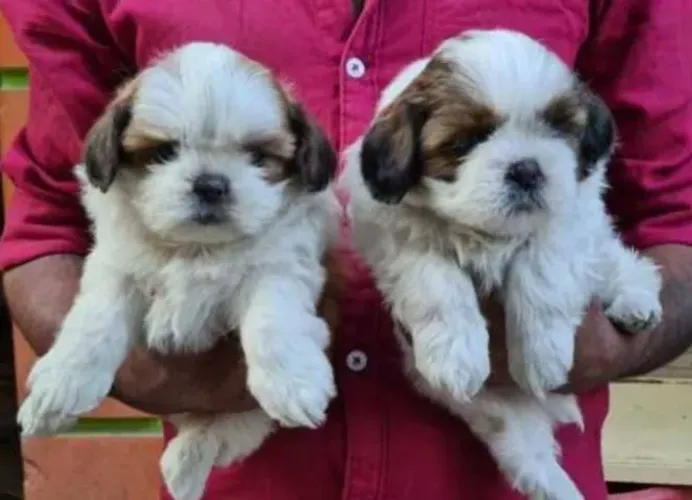 Lhasa Apso Filhotes Super Bonzinhos.