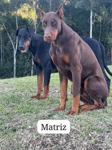 ? NINHADA EXCLUSIVA - DOBERMANN EUROPEU COM PEDIGREE CBKC ?