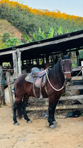 CAVALO 