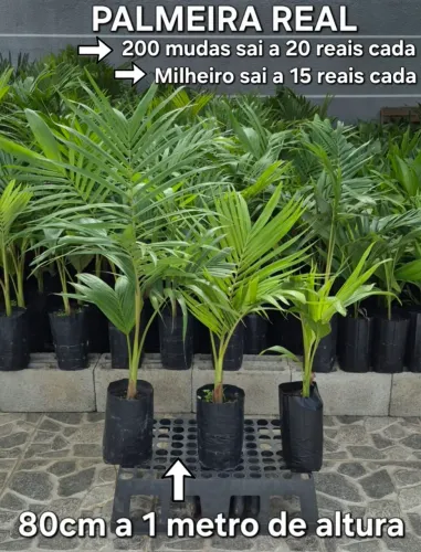 Mudas de Palmeira Real no atacado !!!