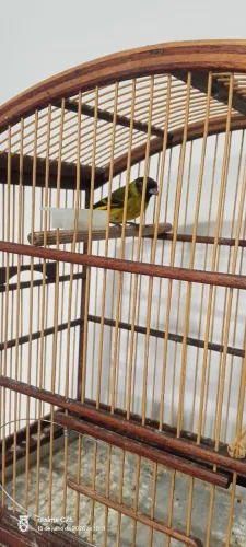 Pinheiro gaiola