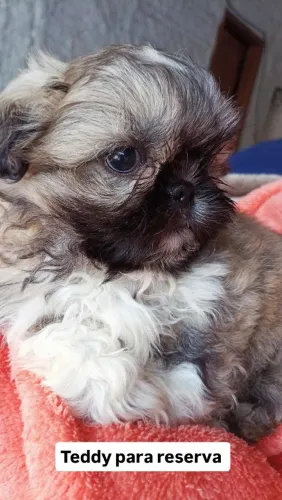 Shih Tzu mageli dogs ?