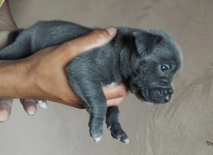 Pitbull