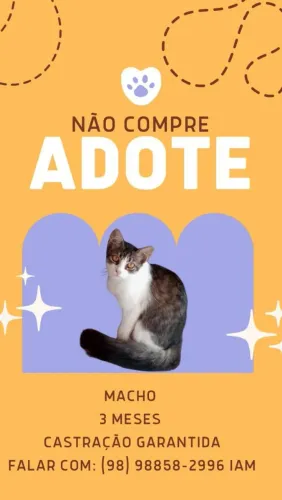 Gatinhos