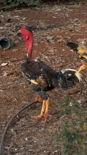 Frango