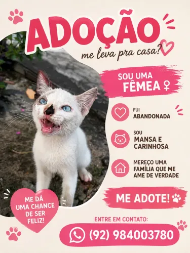 Adoção de gatinha