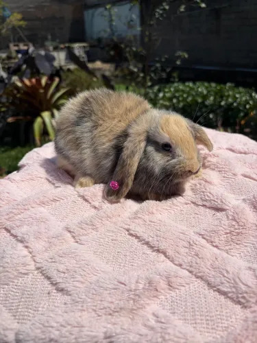 Coelhos Mini Lop Uruguaio - filhotes