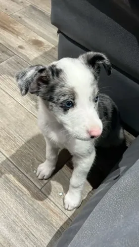 Filhote Border Collie merly Macho Inteligente e Ativo