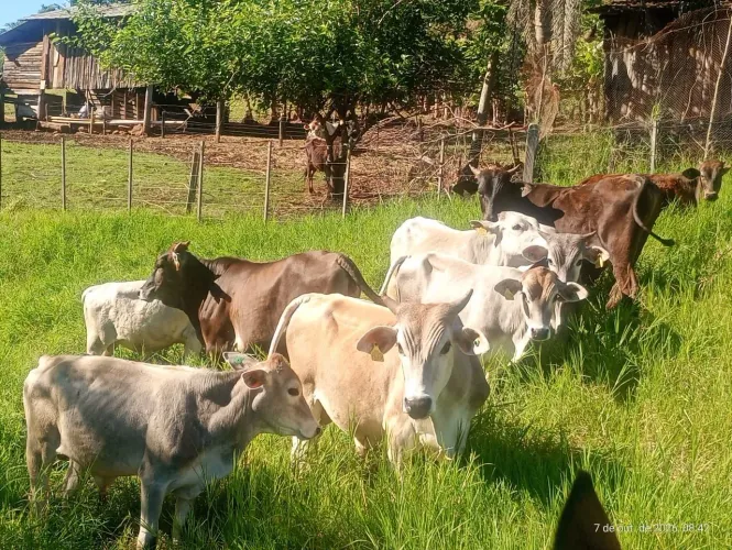 LOTE DE GADO