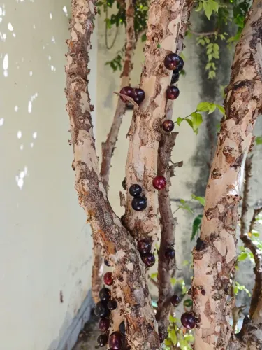 Jabuticaba 3,6 mts com 16 anos, produção ano todo