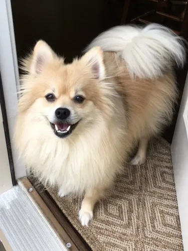 Lulu da Pomerânia