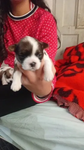Cachorro