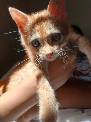 Gato para doação