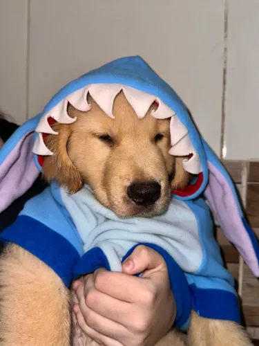 Golden Retriever