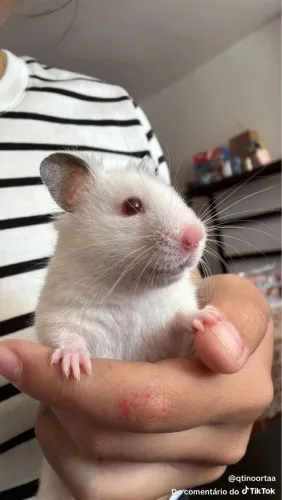 Hamster