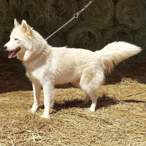 HUSKY SIBERIANO Fêmea 2 Anos