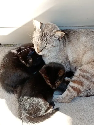 Doa-se gatinhos filhotes junto com a mãe