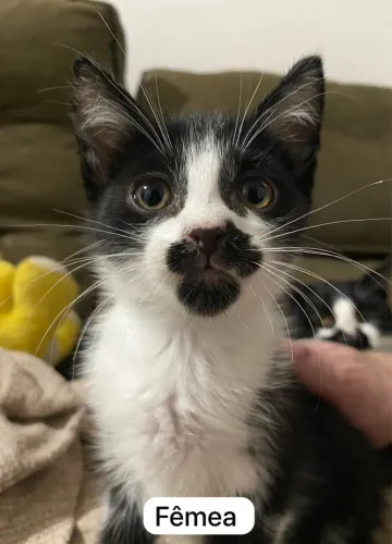 Doa-se Gatinhos Com 60 Dias