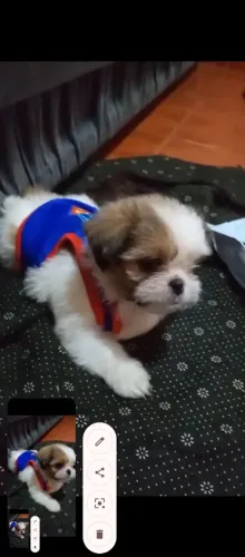 Vendo Shitzu macho