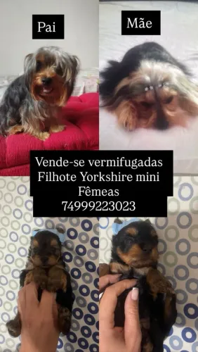 Animal de estimação