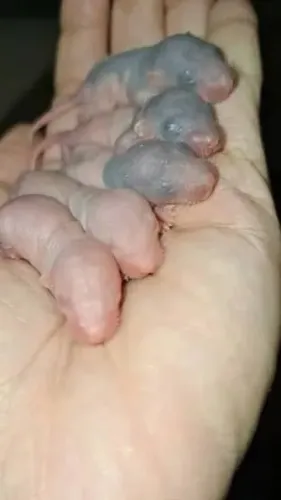 Neonatos de ratos twister congelados 