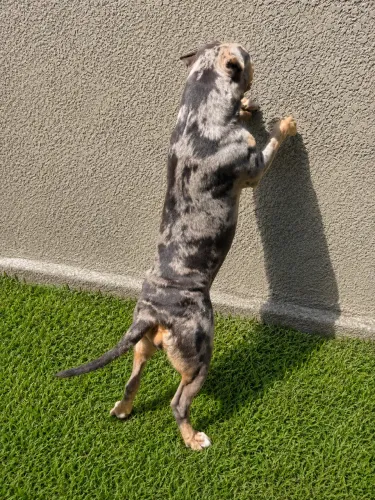 Pitt monster