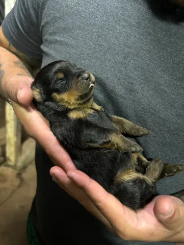 Rottweiler