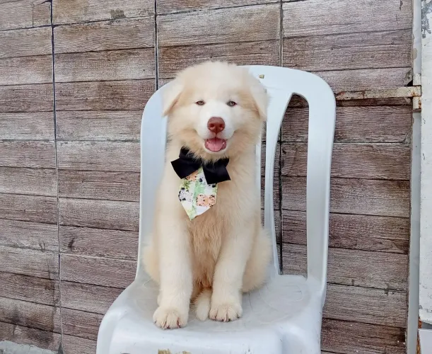 Husky siberiano macho wolly disponível