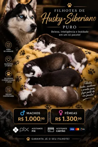 Filhotes de Husky Siberiano Puro - Fêmea R$ 1.300 | Macho R$ 1.000