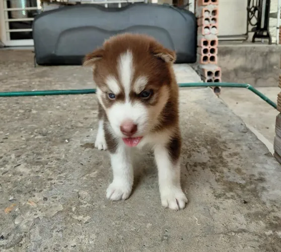 Husky Siberiano