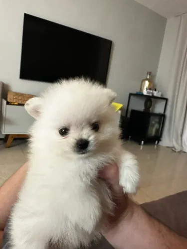 Spitz Fêmea (Lulu) com 60 dias