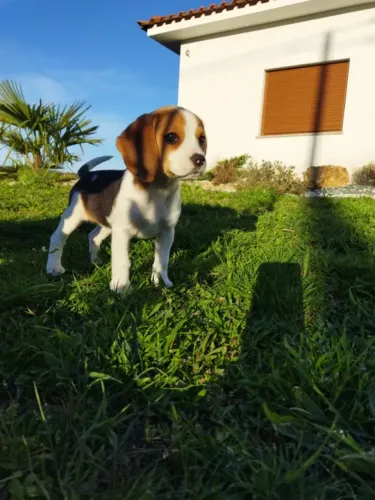 Apaixone-se pelo Beagle! Canil Próprio e Procedência - Entre em contato 