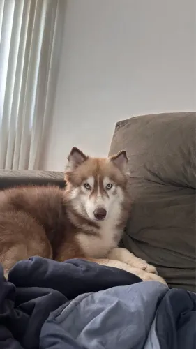 Husky