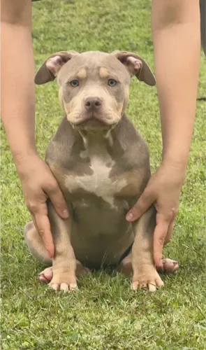 American Bully Standard
