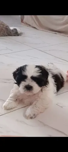 Vendo filhote de Shitzu em simão dias