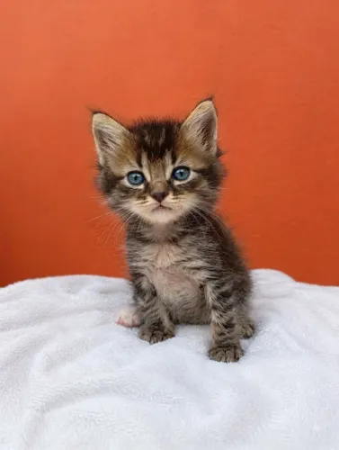 DOAÇÃO DE GATINHOS