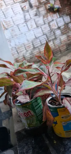 Planta para jardinagem 