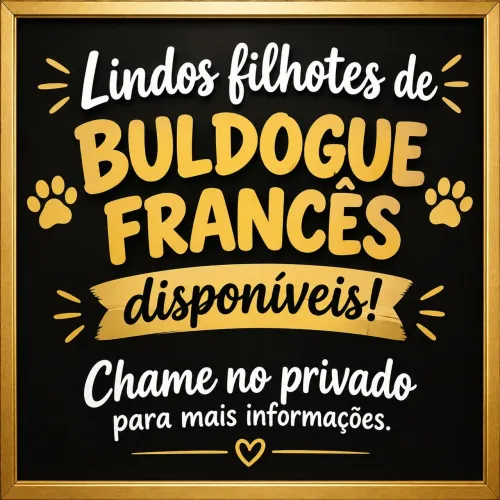 Bulldog francês