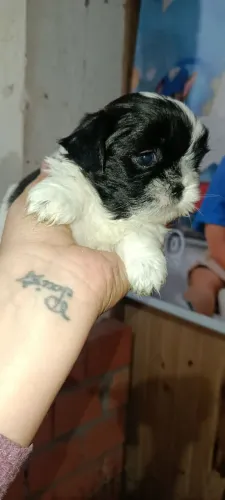 Shitzu mine fêmea e macho 