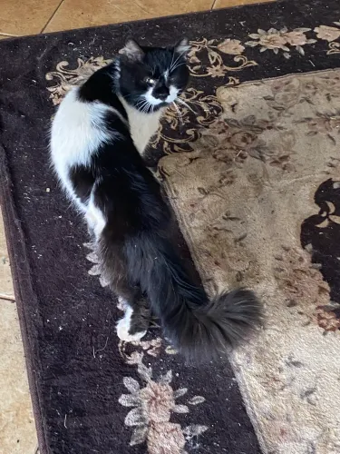 Doação de gatos 
