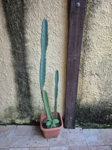 cacto