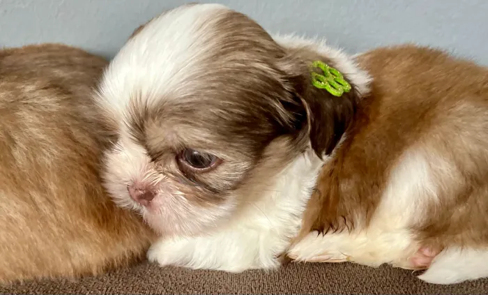 Shih Tzu