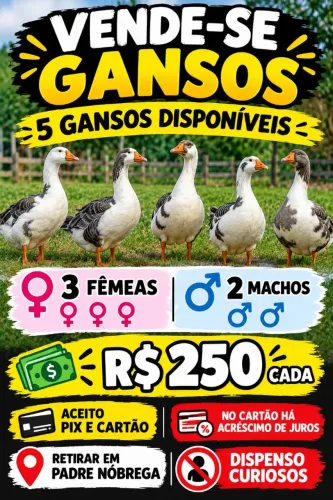 (PADRE NÓBREGA) PV SÓ INTERESSADOS!!